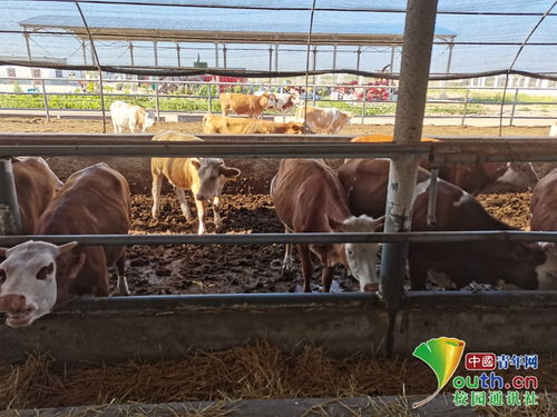 動科學子三下鄉 飼料科技助力養殖，青春服務三農實踐